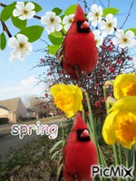 pretty cardinals GIF animado