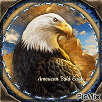 American Bald Eagle-RM-01-22-23 - Zdarma animovaný GIF