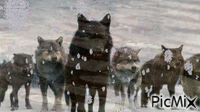 Loup noir - GIF animasi gratis