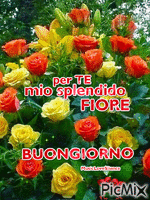 buongiorno splendido fiore - Бесплатный анимированный гифка
