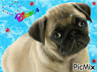 chien mignon - GIF animasi gratis