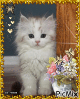 A little cute cat. - GIF animate gratis