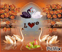 влюбленные лебеди - Bezmaksas animēts GIF