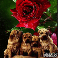 růže animovaný GIF