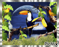 les toucans et leur ami(es) GIF animé