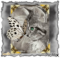Cat & Butterfly - GIF animé gratuit