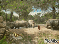 Rhinocéros - GIF animé gratuit