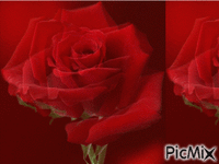 RUŽA - Безплатен анимиран GIF