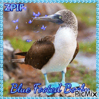 Blue footed booby - Kostenlose animierte GIFs