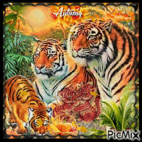 Beautiful Tigers GIF animé