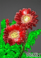 kvety анимирани ГИФ