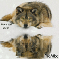 Wolf on Snow GIF แบบเคลื่อนไหว