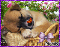 sleeping puppy - GIF animé gratuit