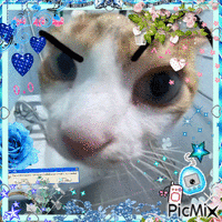 meow :3 - 免费动画 GIF