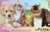 HD chien et chats  4 - GIF animé gratuit