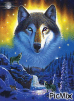 the wolf contest - Free animated GIF
