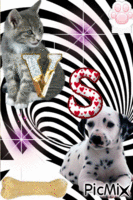 chat VS chien 0_0 - GIF animasi gratis