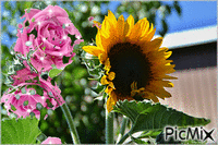 Slunečnice - Besplatni animirani GIF