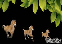 HORSES - Gratis animerad GIF