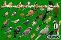 oiseaux du monde - Ingyenes animált GIF
