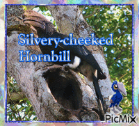 Silvery-cheeked Hornbill - GIF animé gratuit