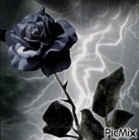rose noir tourmentée - GIF animasi gratis