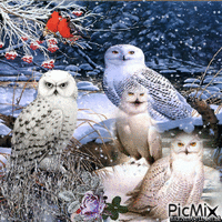 OWL WINTER Animated GIF