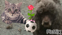 chien et chat - GIF animado grátis