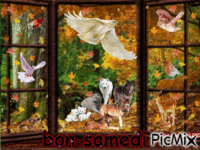 loup  contre oiseaux!! - GIF animasi gratis