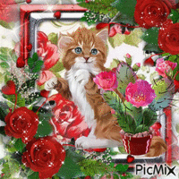 cat valentin animovaný GIF