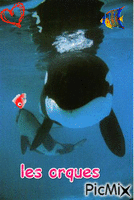 les orques - GIF animado grátis