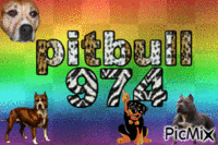 pitbull 974 κινούμενο GIF