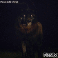 Wolf in Darkness - Бесплатный анимированный гифка
