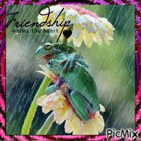 Friendship of frogs - Free animated GIF