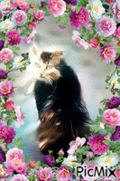 cat and butterflies - Free animated GIF