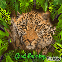 Good Evening Leopard