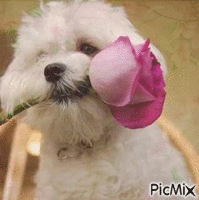 chien et rose GIF animado