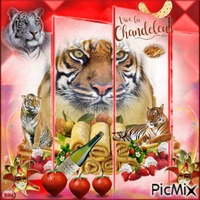 Vive la chandeleur Tigres animovaný GIF