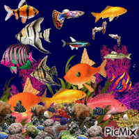 aquarium GIF animé