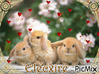 Elecxire - Безплатен анимиран GIF