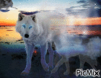 lobo invisible - Gratis geanimeerde GIF