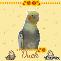 Duck - GIF animado grátis