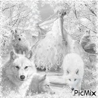 Woman and wolf in winter - All in white