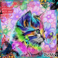 Colorful Cat