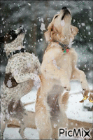 chiens - Zdarma animovaný GIF