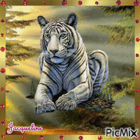 tigre blanc - Gratis geanimeerde GIF
