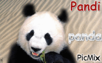 pandi panda анимированный гифка