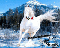 Αλογο - Ilmainen animoitu GIF