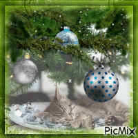 cat sleeping under Christmas Tree