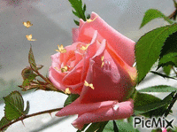 Роза - Besplatni animirani GIF